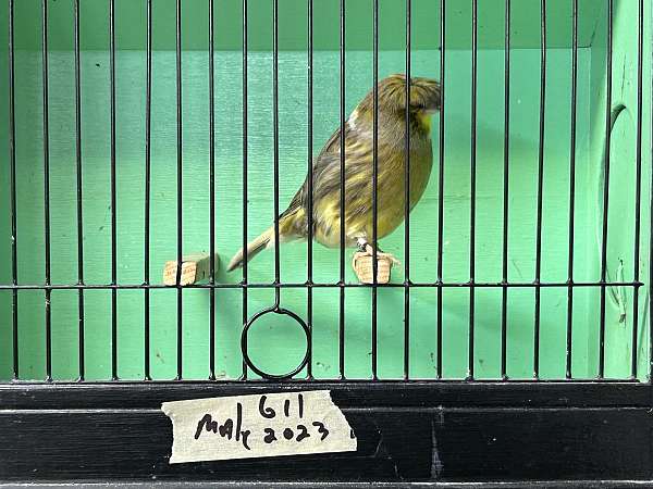 gloster-canary-for-sale-in-franklin-square-ny