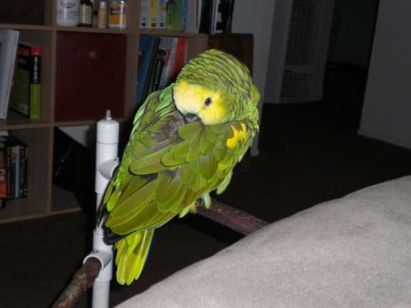 parakeet-for-sale