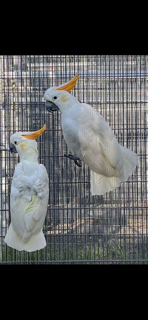 citron-crested-cockatoo-for-sale-in-dundee-fl