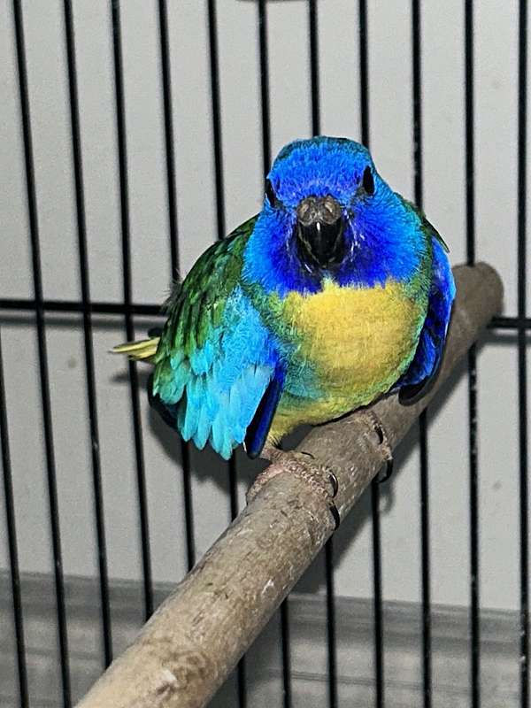 blue-scarlet-parakeet-for-sale