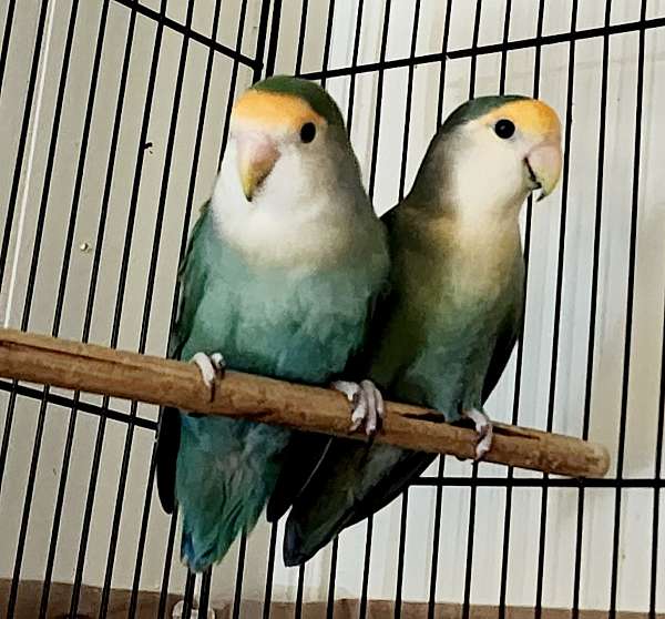 peach-faced-lovebird-for-sale