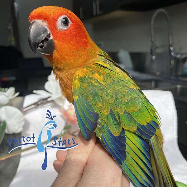 sun-conure-for-sale