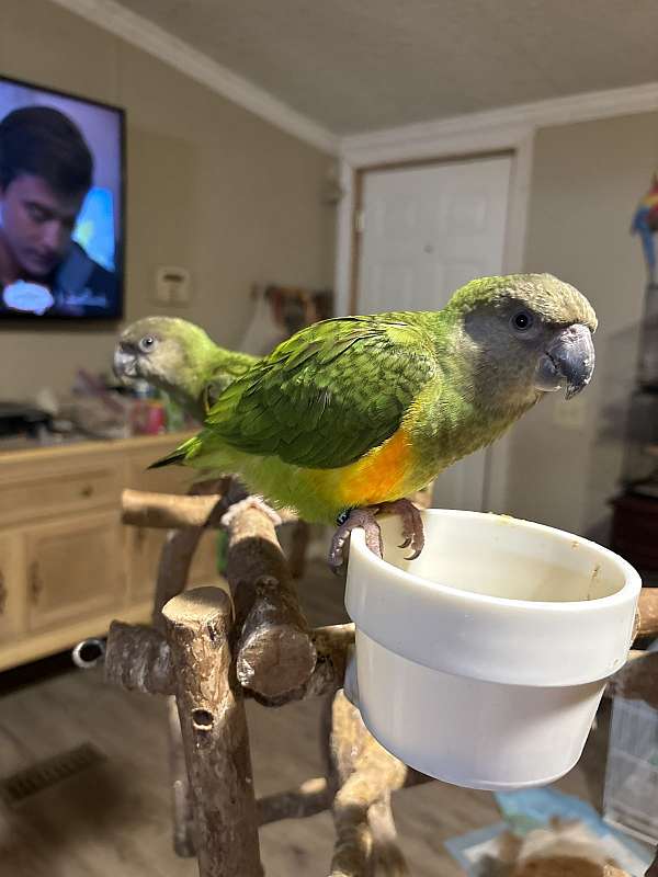 senegal-poicephalus-parrots-for-sale-in-gastonia-nc