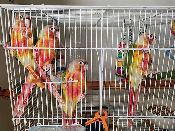 green-cheek-conure-for-sale-in-fremont-ca