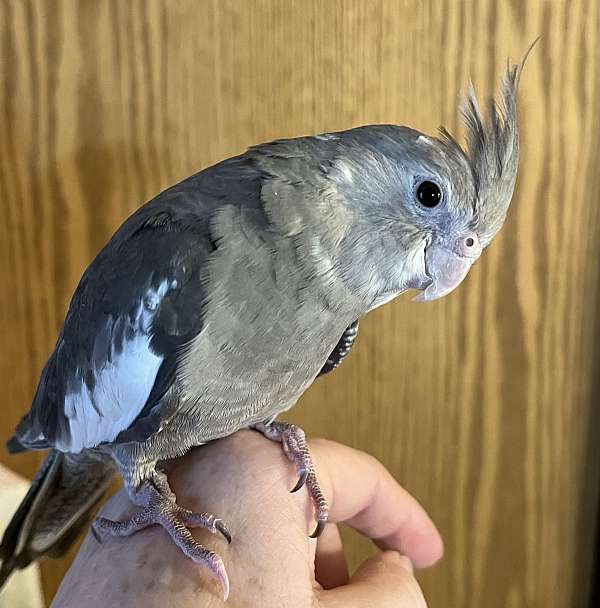 baby-bird-for-sale-in-new-cumberland-wv