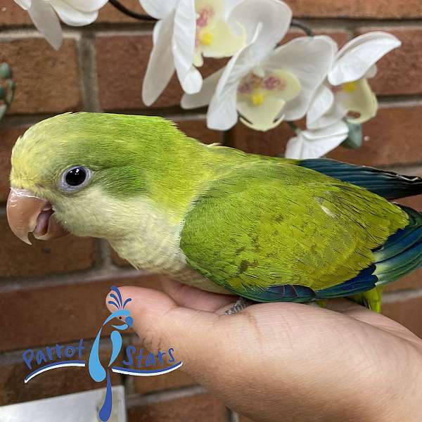 quaker-parrots-for-sale