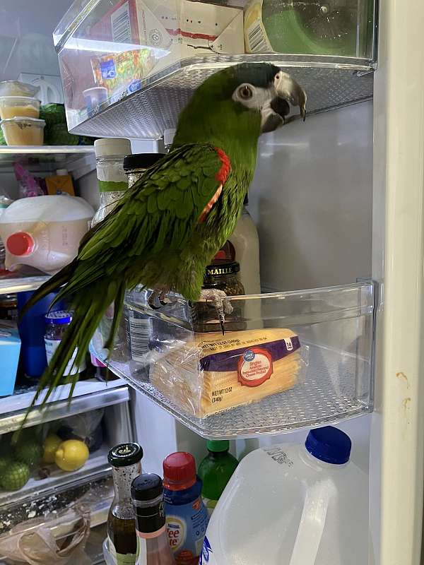 hahns-macaw-for-sale-in-aiken-sc