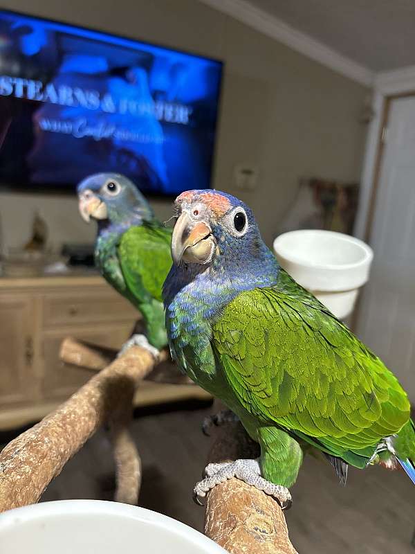 pionus-parrots-for-sale-in-gastonia-nc