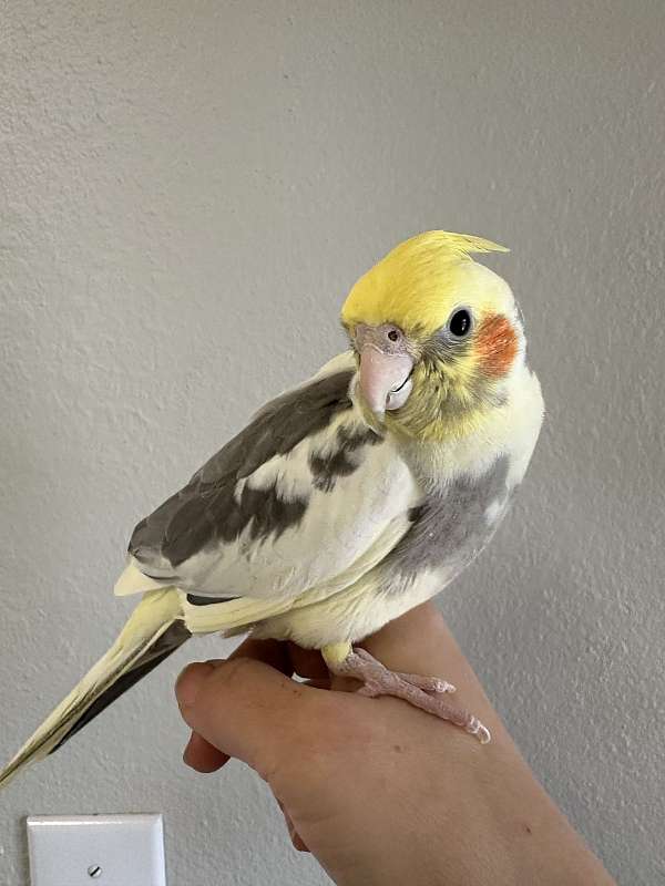 playful-bird-for-sale-in-keller-tx