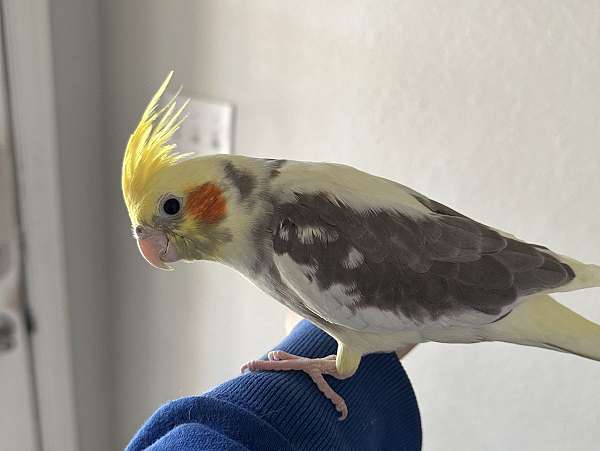 cockatiel-for-sale