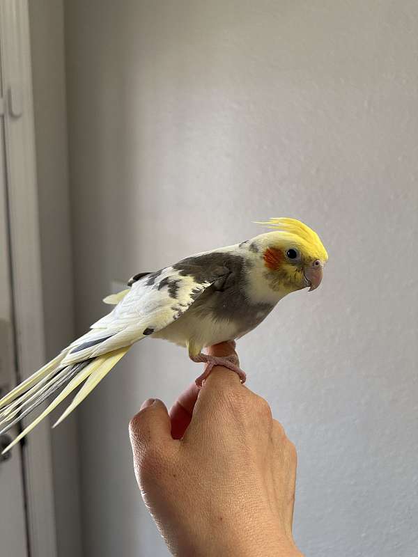 cockatiel-for-sale-in-keller-tx