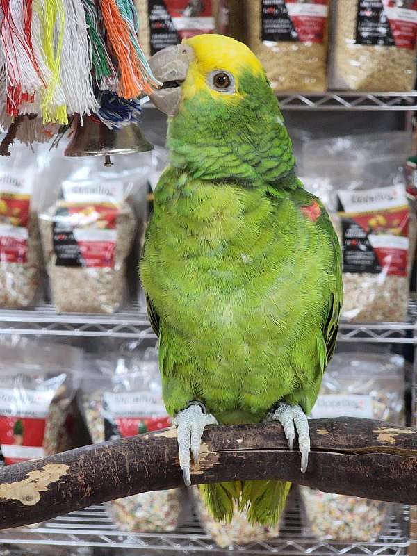 double-yellow-head-amazon-parrot-for-sale