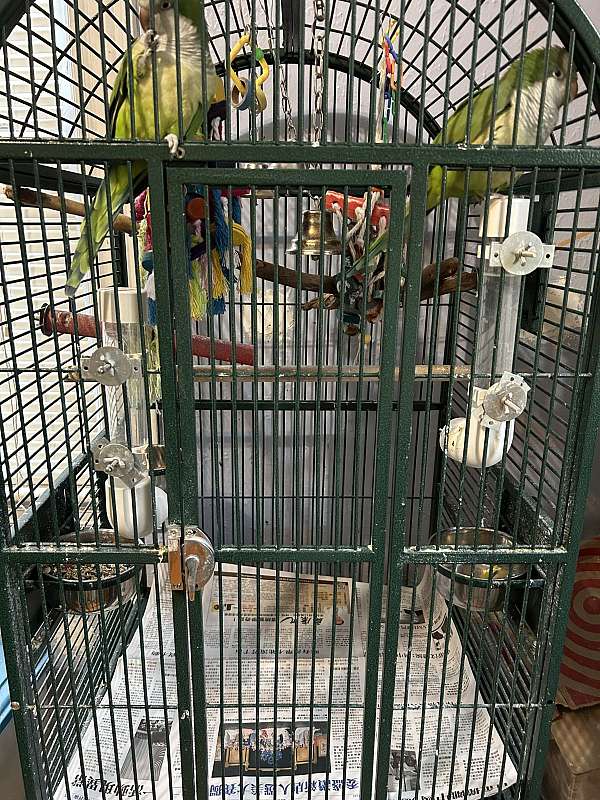 quaker-parrots-for-sale-in-brookline-ma