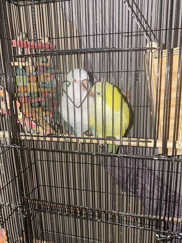 quaker-parrots-for-sale-in-cypress-tx