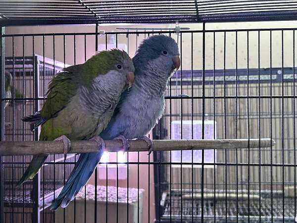 blue-green-bird-for-sale-in-columbia-md