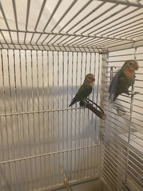 lovebird-for-sale