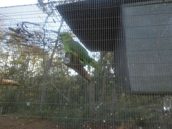 yellow-naped-amazon-parrot-for-sale