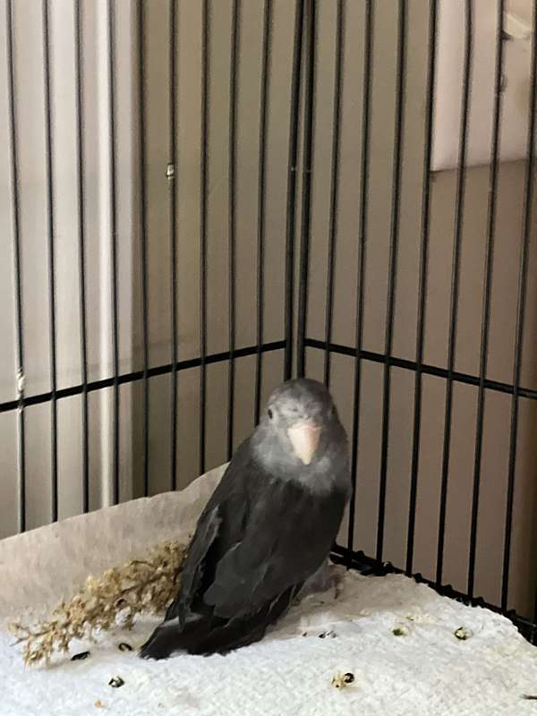 parrotlet-for-sale-in-bessemer-city-nc