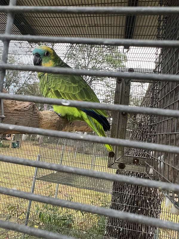 blue-front-amazon-parrot-for-sale