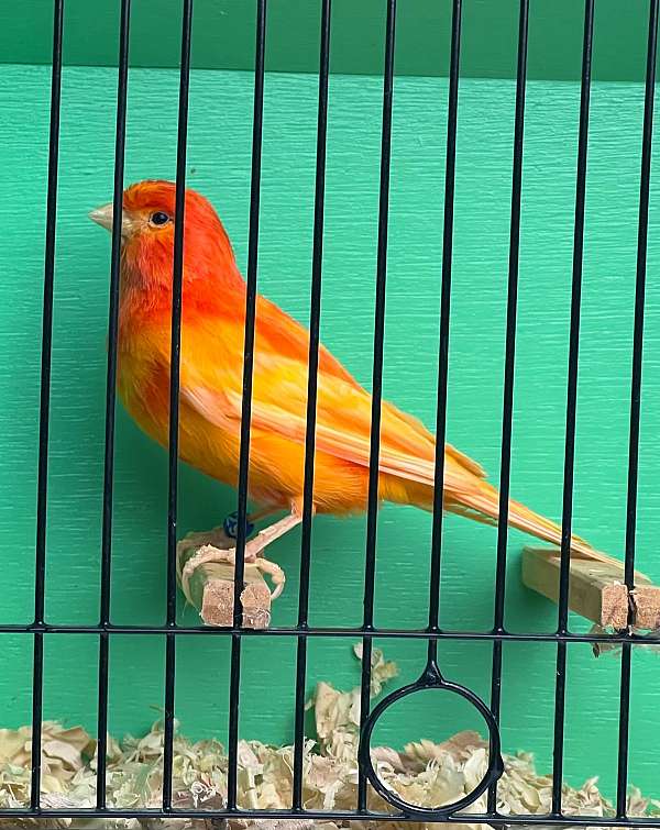 exotic-bird-for-sale-in-bolingbrook-il