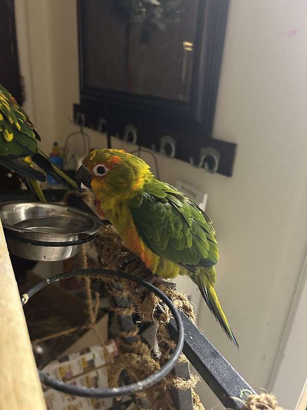 rose-jenday-conure-for-sale