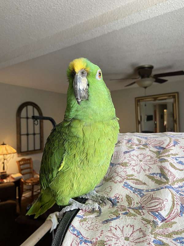 yellow-naped-amazon-parrot-for-sale-in-euless-tx
