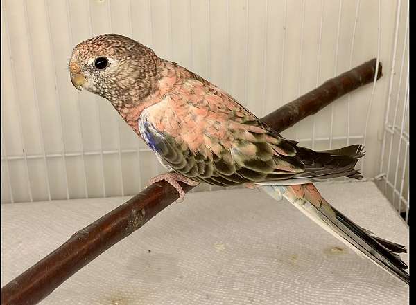 bourke-parakeet-for-sale-in-milwaukee-wi