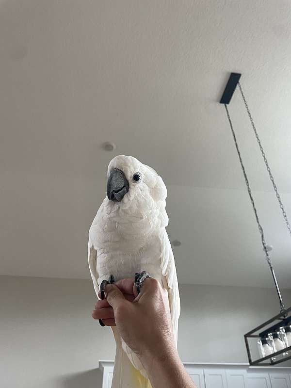 cockatoo-for-sale-in-okeechobee-fl