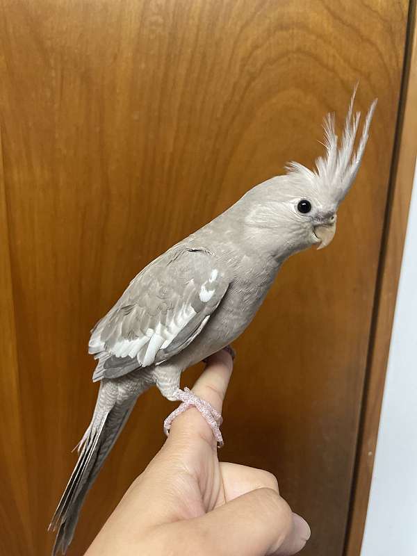 bird-for-sale-in-essex-md