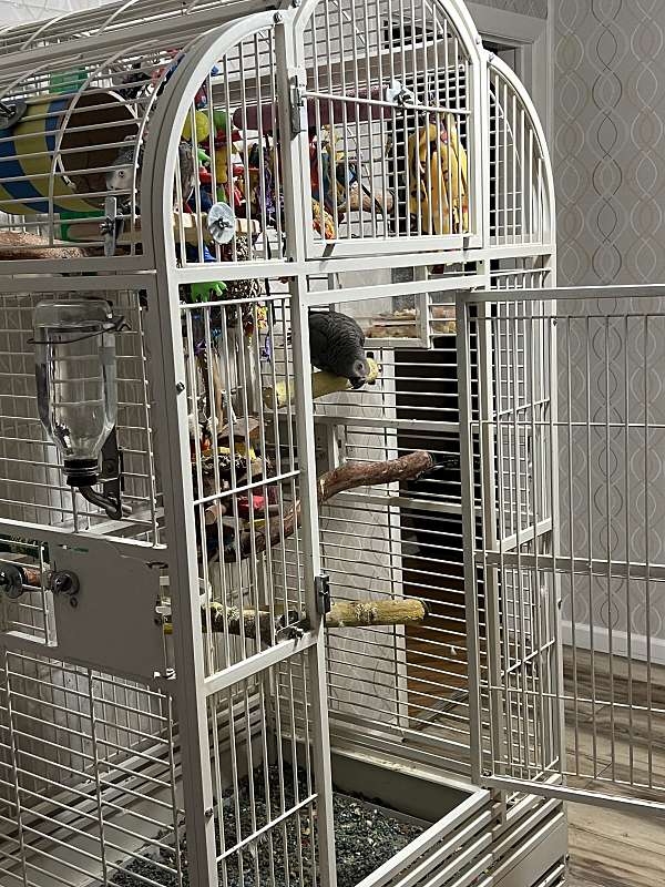 african-grey-parrot-for-sale-in-south-plainfield-nj