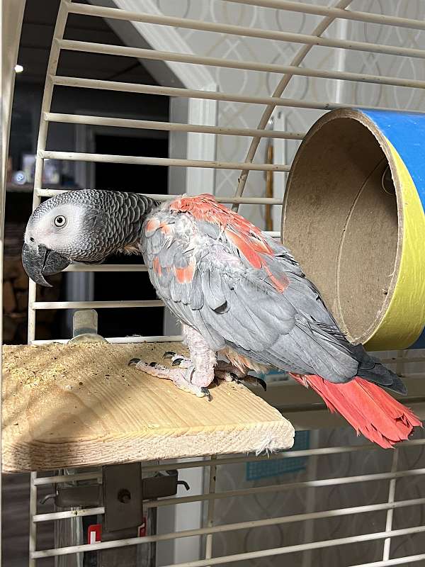 grey-african-grey-parrot-for-sale