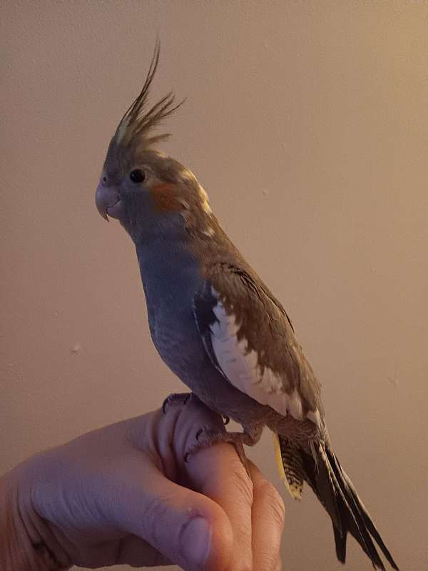 cockatiel-for-sale-in-angola-in