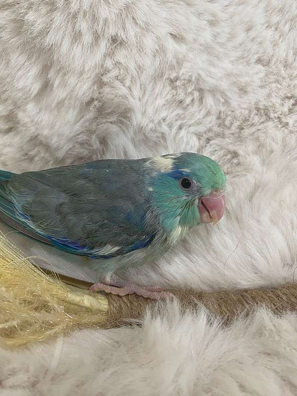 blue-parrotlet-for-sale