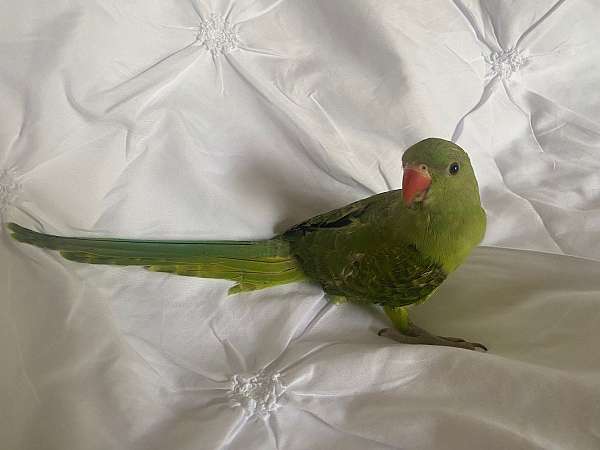 green-yellow-bird-for-sale-in-north-port-fl