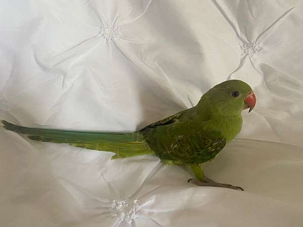 green-yellow-ringneck-parakeet-for-sale