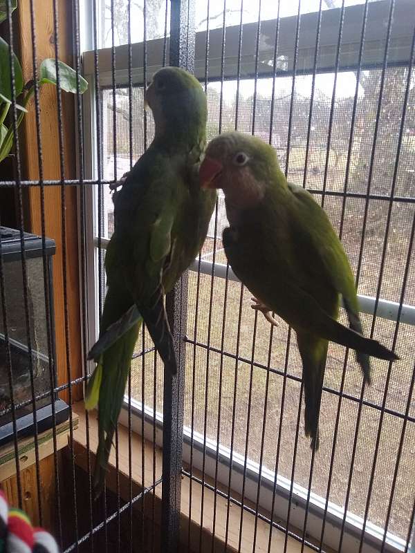 quaker-parrots-for-sale-in-jonesborough-tn