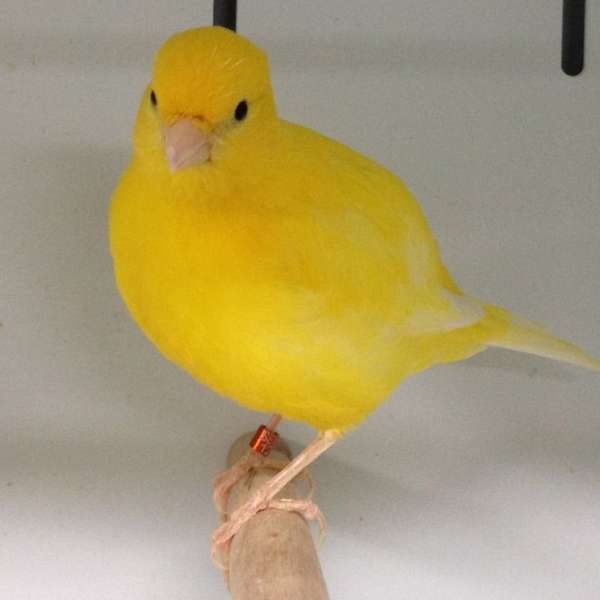 yellow-fancy-singing-bird-for-sale