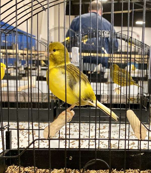 fancy-singing-canary-for-sale