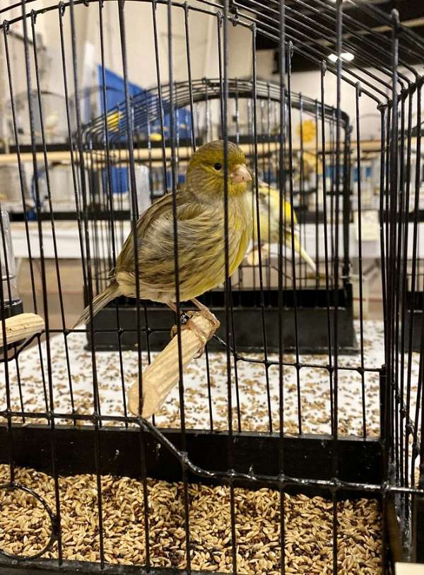fife-canary-for-sale