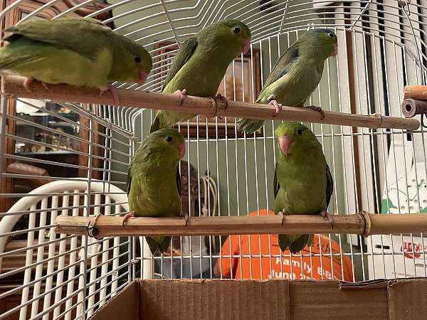 parrotlet-for-sale