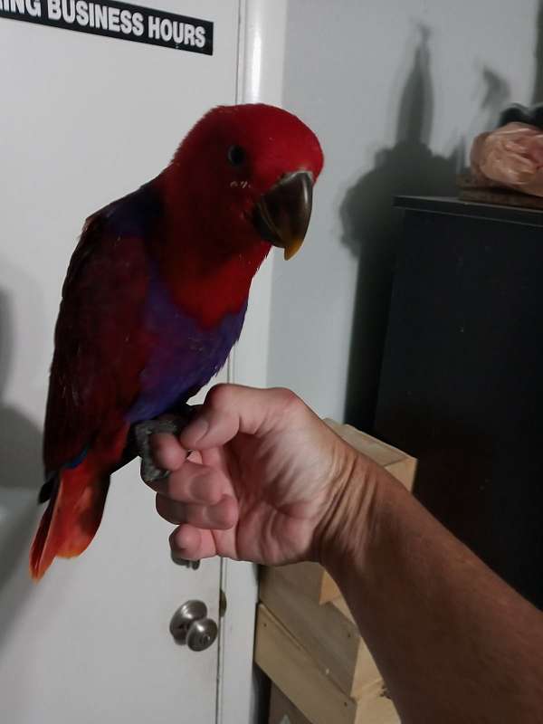 purple-red-tame-bird-for-sale