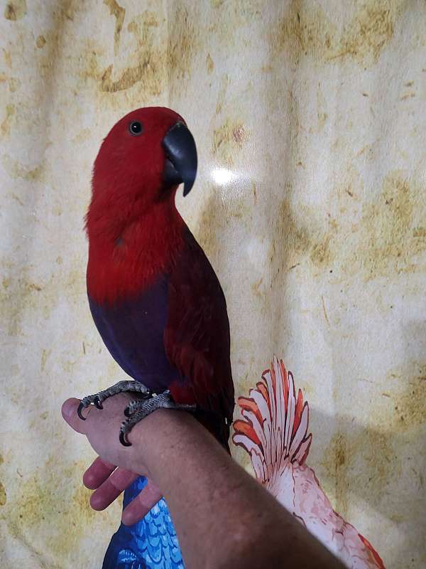 purple-red-eclectus-parrots-for-sale