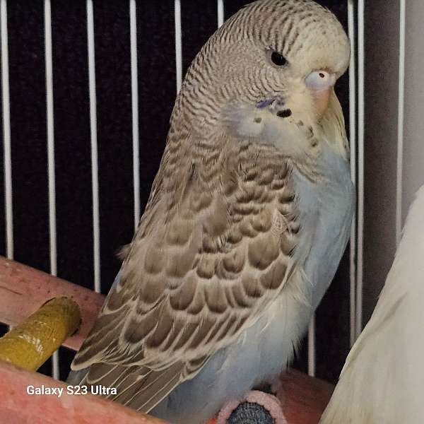 female-bird-for-sale-in-granger-in