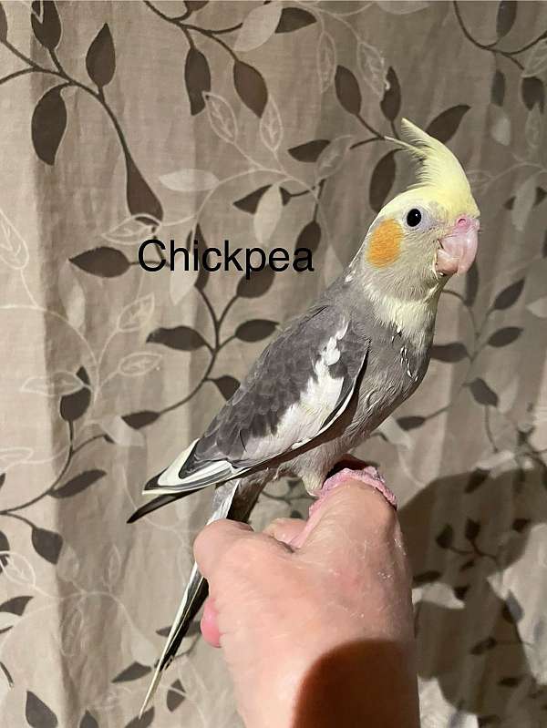companion-handfed-bird-for-sale-in-chester-nh