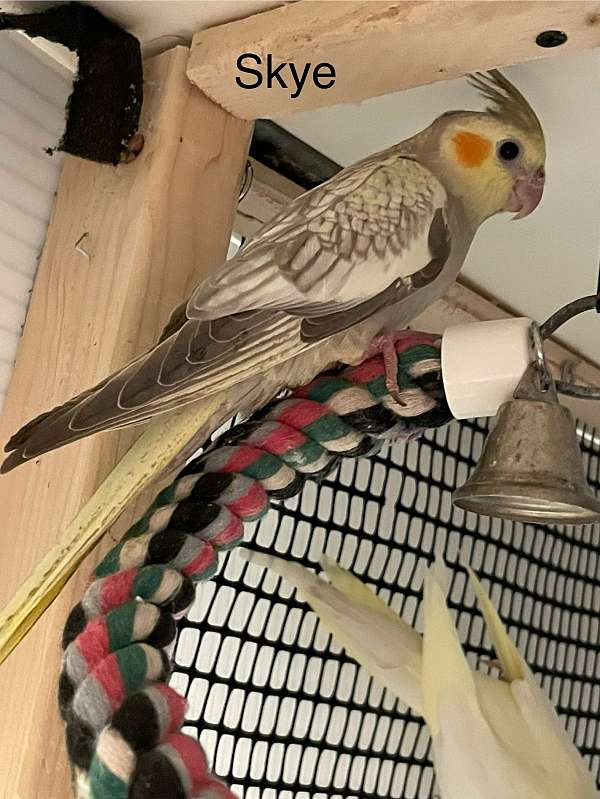 pearl-yellow-bird-for-sale-in-chester-nh