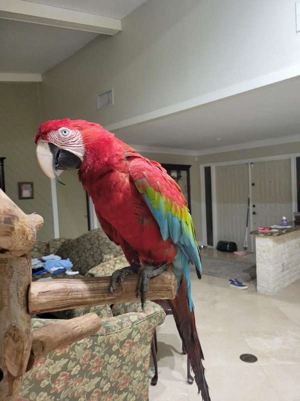 green-wing-macaw-for-sale-in-plantation-fl