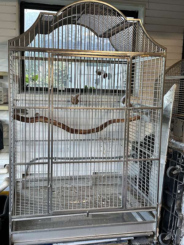 blue-bird-for-sale-in-plantation-fl