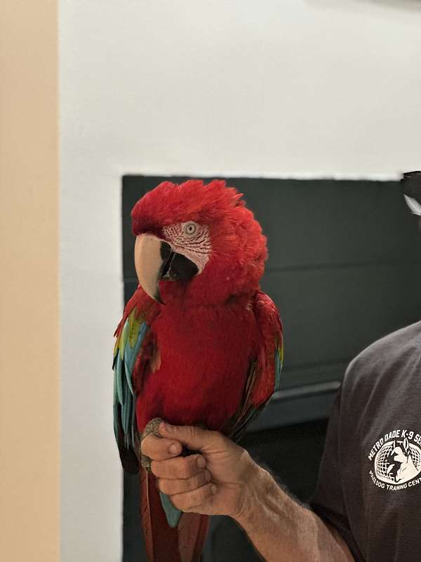 green-wing-macaw-for-sale-in-plantation-fl