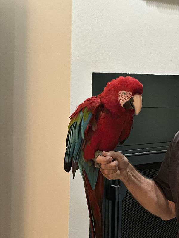 green-wing-macaw-for-sale