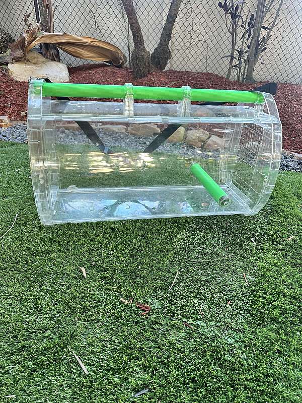 green-green-wing-macaw-for-sale
